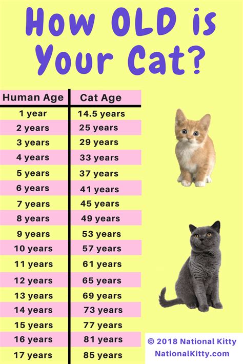How old is my cat