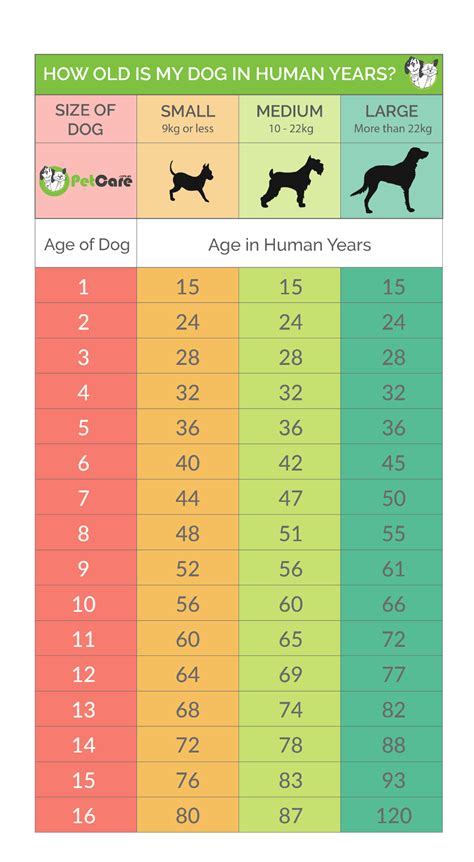 How old is three in dog years