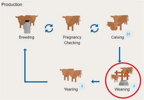 How old should calves be to wean