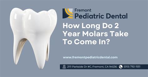 How old when molars come in