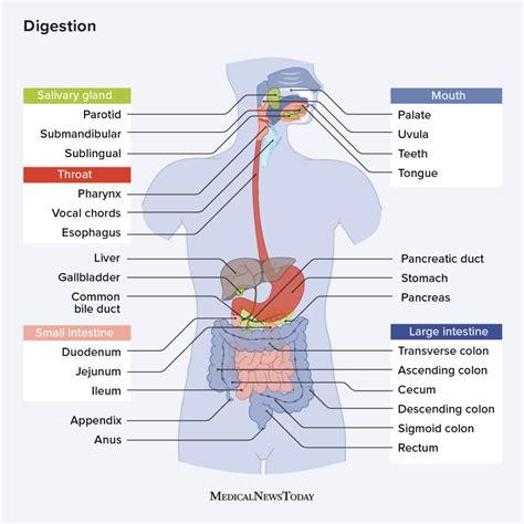 How our food is digested