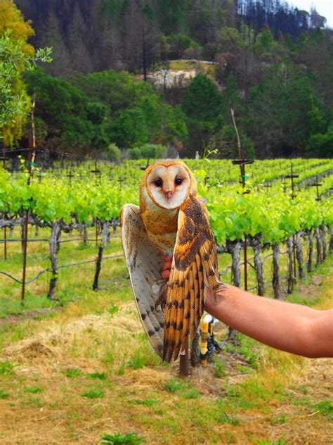 How owls could be the next frontier for pest control in Napa Valley