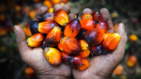 How palm oil became the world