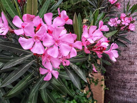 How poisonous is oleander