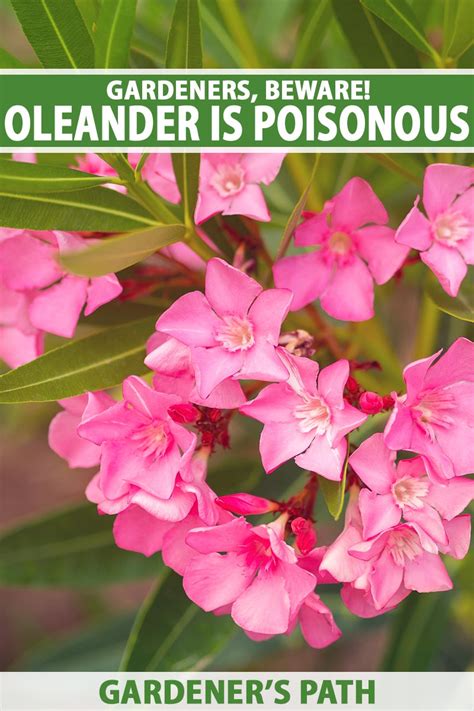 How poisonous is oleander to humans