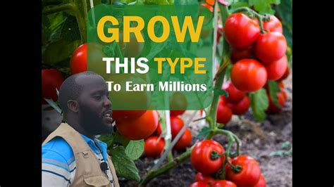 How profitable is tomato growing in uganda.  “For example, if one invests Sh...
