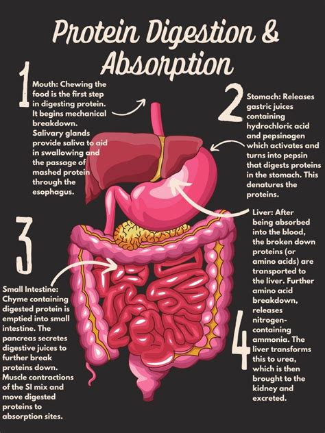 How protein is digested in human body