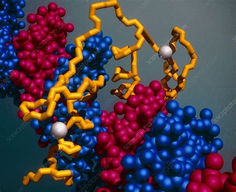 How proteins bind