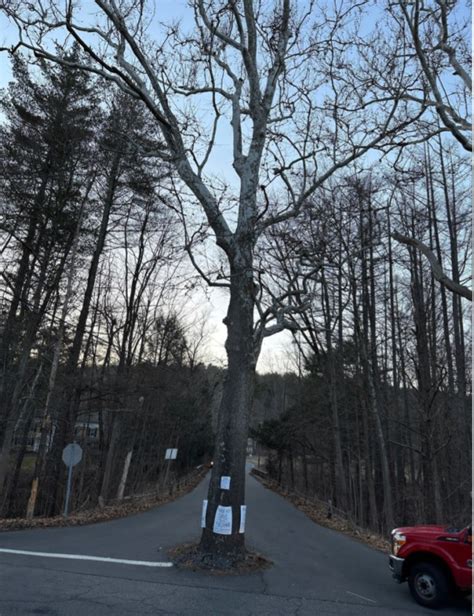 How residents of a tiny Connecticut town fought to save an iconic sycamore tree that sits in the middle of the road
