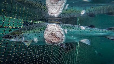 How safe is farmed salmon