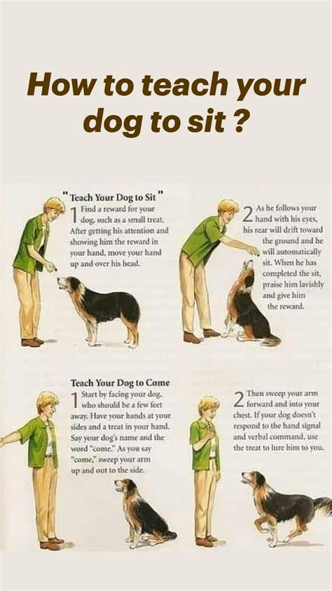 How should a dog sit