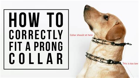 How should a prong collar fit