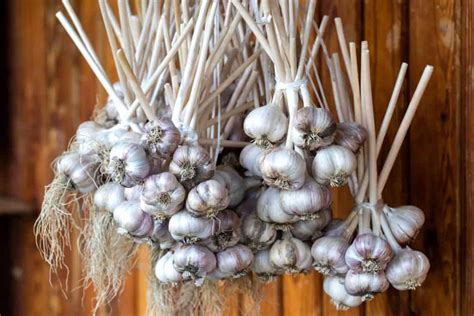 How should garlic be stored