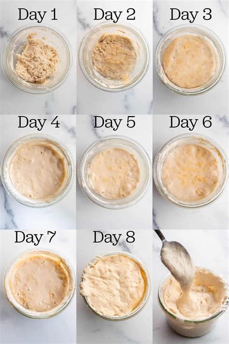 How should my sourdough starter look