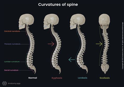 How should spine look