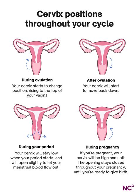 How should your cervix feel during ovulation