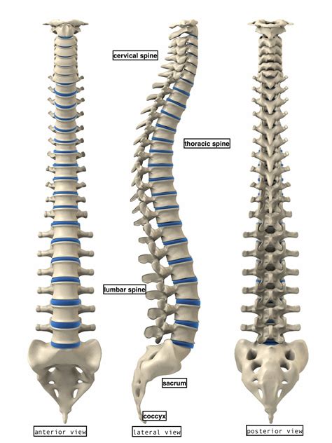 How should your spine look