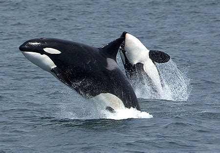 How smart are killer whales? Orcas have 2nd-biggest …