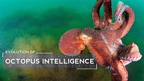 How smart are octopus. These animals are smart and solitary. An octopus is a very intelligent animal that can learn to open jars, solve puzzles and interact with caretakers. Scientists long thought that animals were unlikely to evolve intelligence unless they were social (like us). So the octopus's clever, lonely life in the wild is something of a mystery. 