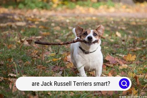 How smart is a jack russell terrier
