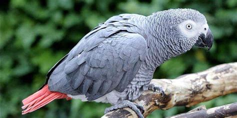 How smart is an african grey parrot