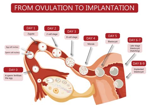 How soon after ovulation is implantation