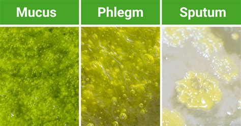 How sputum is produced