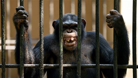 How strong are chimps. Mar 6, 2009 ... Read on to learn why he is so strongly against anyone keeping a chimp for a pet. The Science Behind Why Chimpanzees Are Not Pets. By Brian Hare ... 