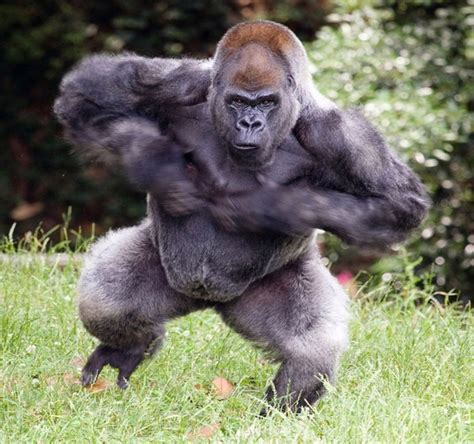 How strong are gorillas. What’s more, gorillas are bigger, stronger, and generally faster than orangutans. Their long, sharp fangs are capable of inflicting an incredible amount of damage, and their size advantage and aggressiveness would enable them to pummel an orangutan mercilessly before the orangutan could even think about mounting a defense. 