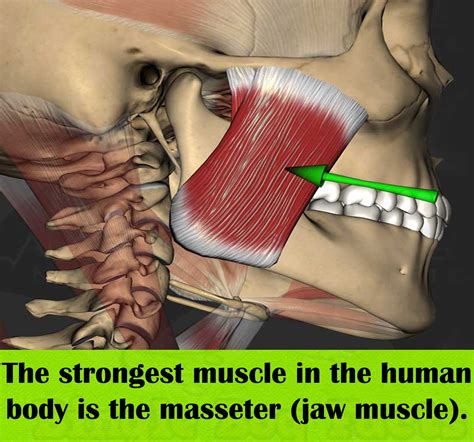 How strong is a human jaw