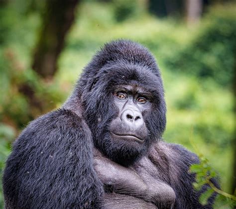 How strong is a silverback gorilla. Gorilla strength is estimated to be about 10 times their body weight. Fully grown silverbacks are in actually stronger than 20 adult humans combined. A Silverback gorilla can lift 4,000 lb (1,810 kg) on a bench press, while a well-trained man can only lift up to 885 lb (401.5 kg. Research shows that a gorilla can lift up to 27 times 