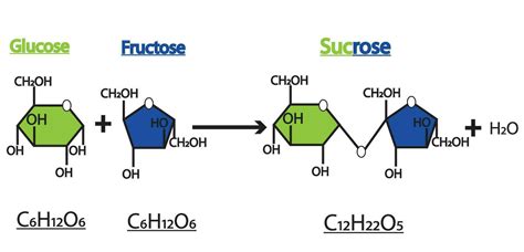 How sucrose is formed