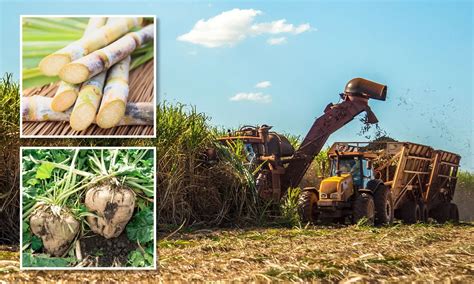 How sugarcane is harvested and processed