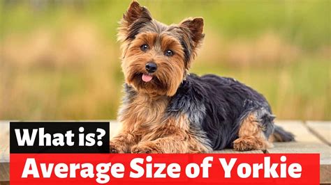 How tall do yorkies get. On average, a Teacup Yorkie weighs between 2 and 4 pounds and stands about 6 to 7 inches tall. They are considered a toy breed, and their small size makes them great for apartment living. It’s important to note that Teacup Yorkies are not a separate breed, but rather a smaller version of the standard Yorkshire Terrier. 