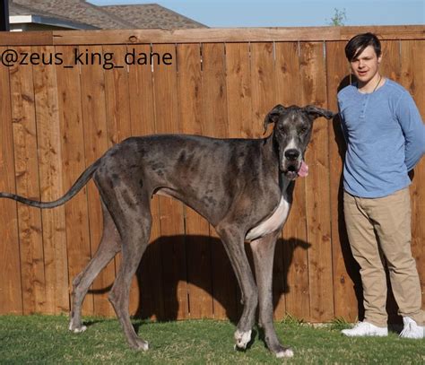 How tall is a great dane dog