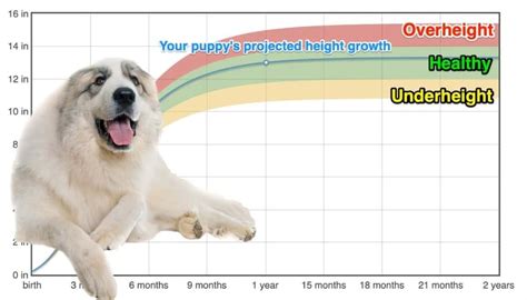 How tall is a great pyrenees