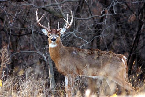 How tall is a white tailed deer