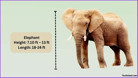 How tall is an elephant in feet