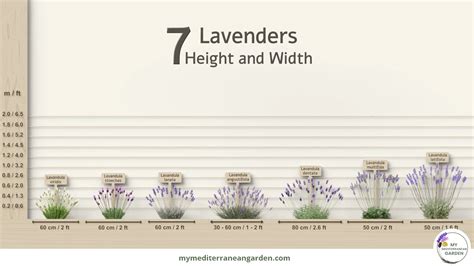 How tall is lavender plant