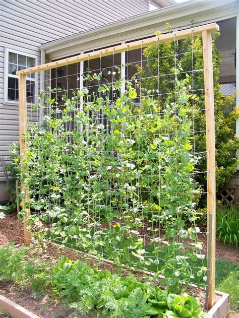 How tall should a pea trellis be