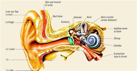 How the Ear Works