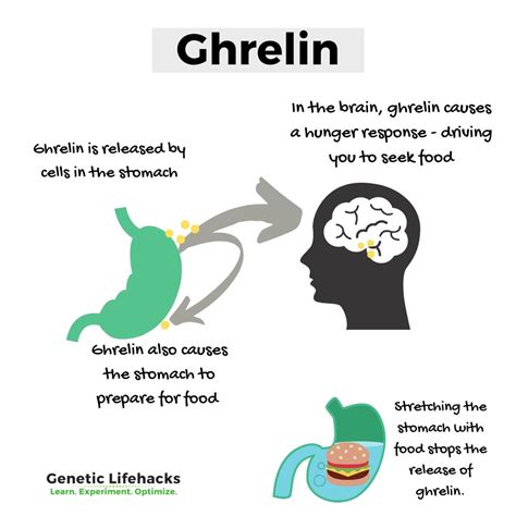How the Hunger Hormone Ghrelin Works