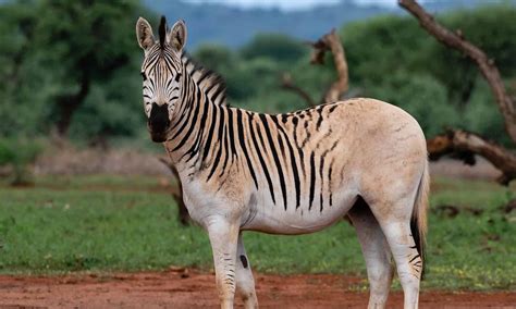 How the Quagga, an Extinct Zebra Sub-species, Is …