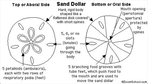 How the Sand Dollar Will Work: A User-Friendly Approach