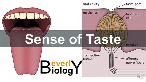 How the Sense of Taste Works - Verywell Health