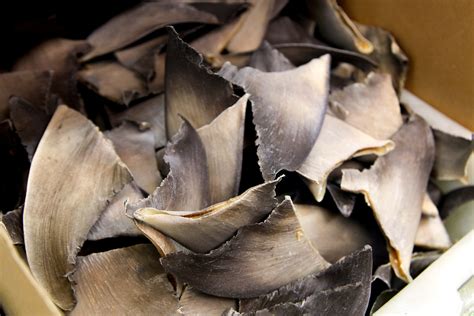 How the U.S. is inadvertently facilitating shark fin smuggling