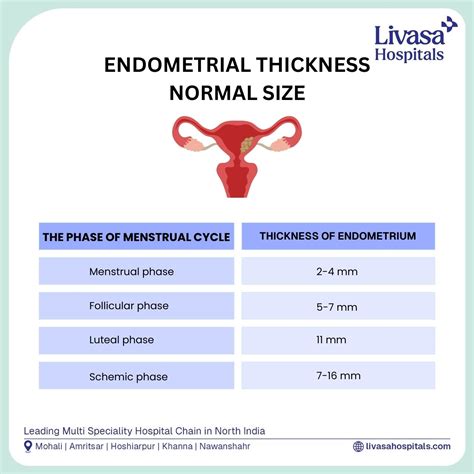 How thick should endometrium be