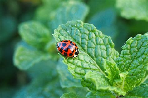 How to Attract Ladybugs - The Spruce - Make Your Best Home