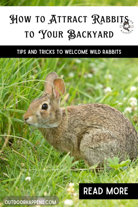 How to Attract Rabbits to Your Backyard - Outdoor Happens