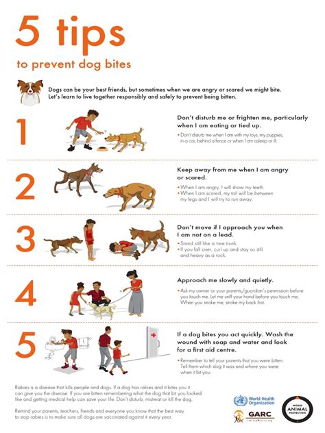 How to Avoid a Dog Attack and Prevent Bites